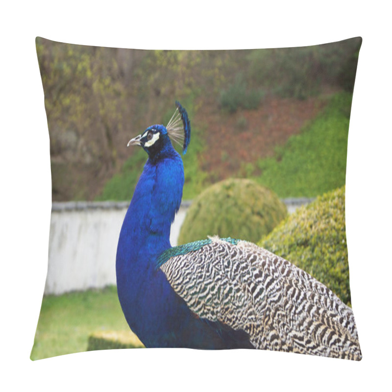 Personality  Peacock Bird, Peacock Feathers Pillow Covers