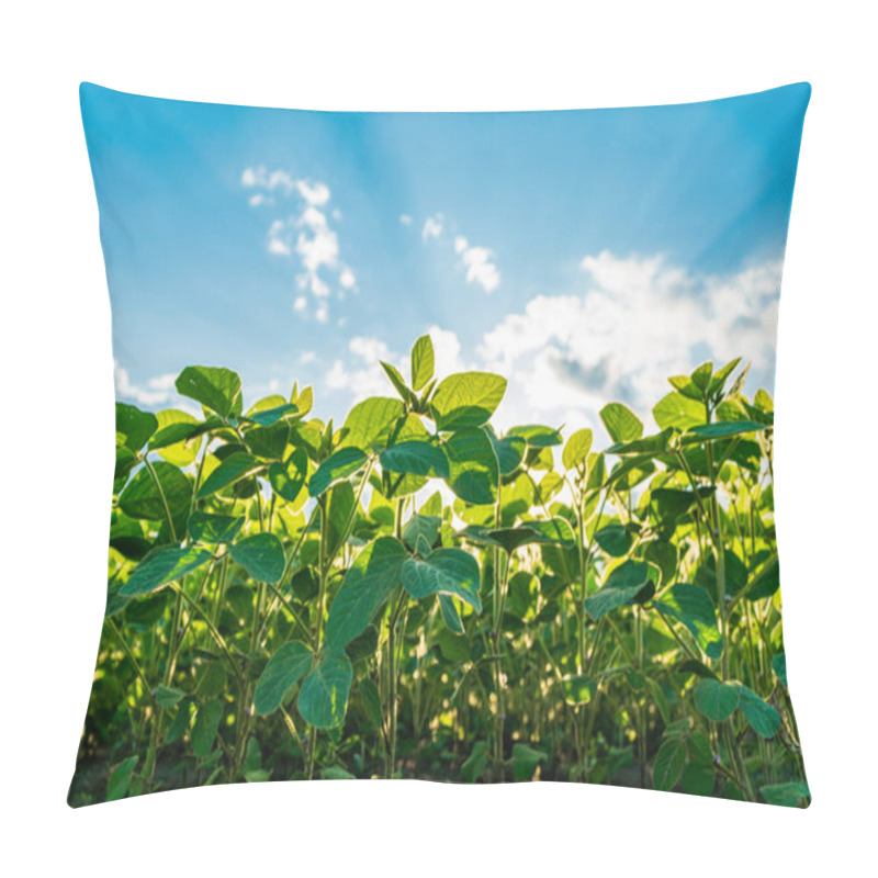 Personality  A Vibrant Young Soybean Field Flourishes Under A Bright Blue Sky, With Sunlight Illuminating The Lush Green Leaves, Symbolizing Healthy Agriculture And Growth. Pillow Covers