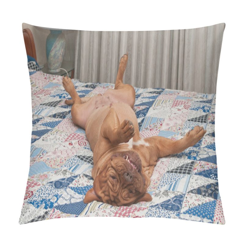 Personality  Huge Relaxed Dog Is Lying Upside-down On Her Back On The Bed With Handmade Pillow Covers