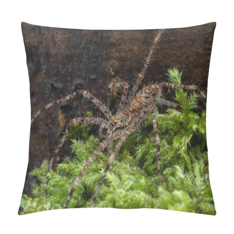 Personality  Side View Of An Ornate Juvenile Lichen Huntsman Spider (Heteropoda Boiei) Crawling On Moss Pillow Covers