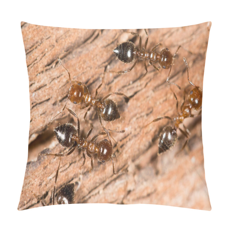 Personality  Ants On Nature. Close-up Pillow Covers