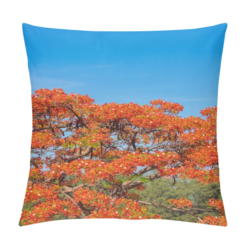 Personality  Royal Poinciana, Flamboyant, Flame Tree Pillow Covers