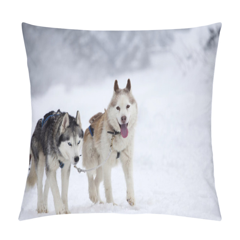 Personality  Siberian Husky Dogs In The Snow Pillow Covers