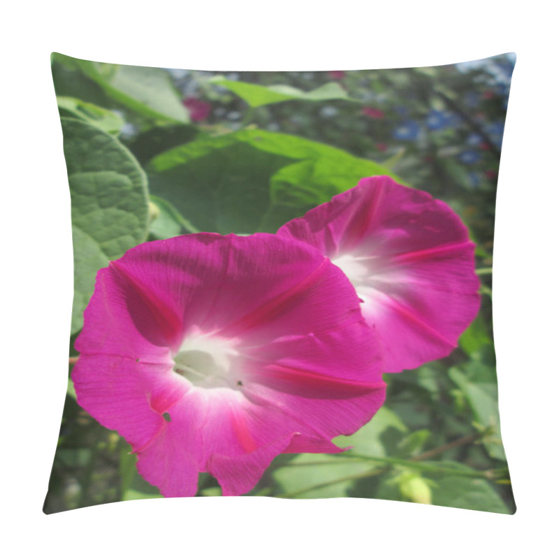 Personality  Pink Morning Glory Flowers Pillow Covers