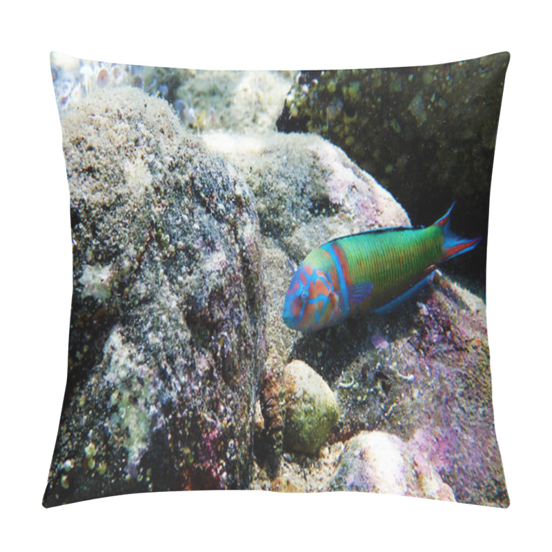 Personality  Green Male Ornate Wrasse Fish In Mediterranean Sea - Thalassoma Pavo Pillow Covers