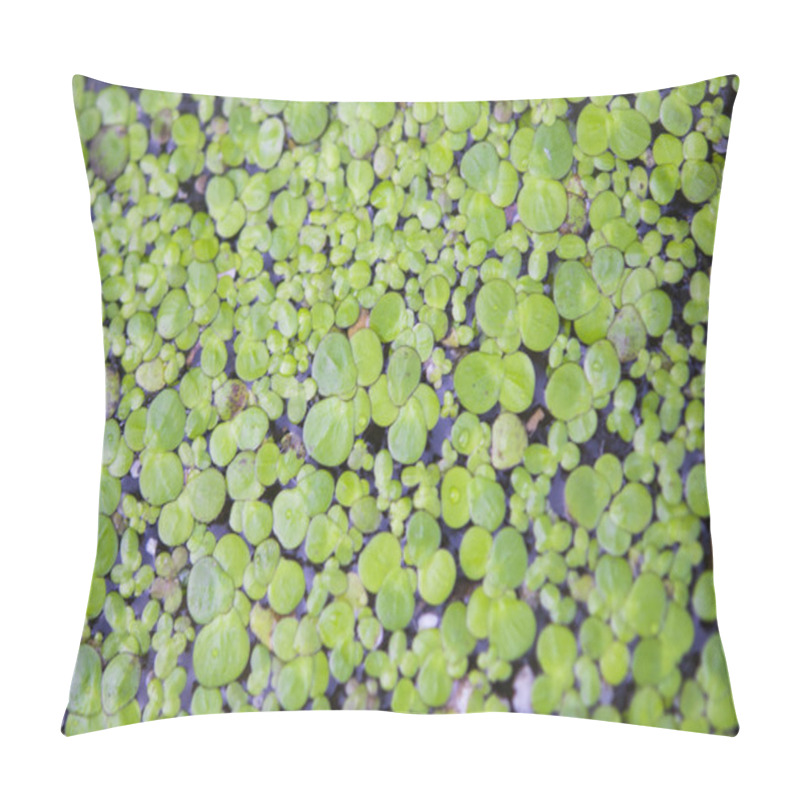 Personality  Background Of Algae Pillow Covers