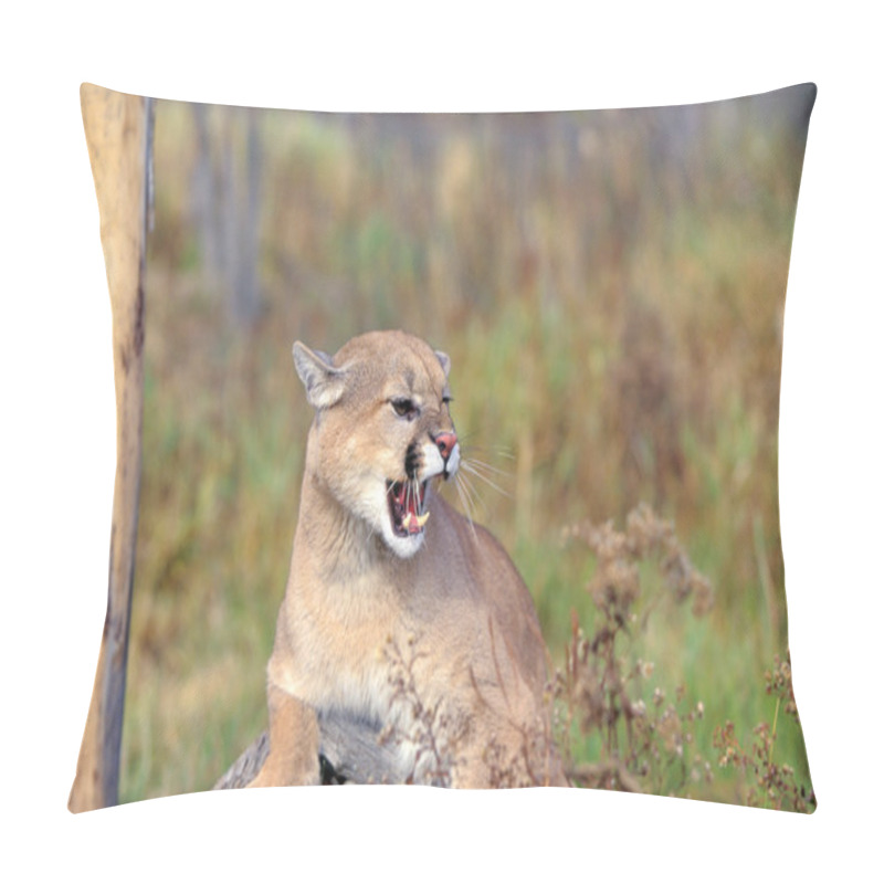 Personality  Cougar Pillow Covers