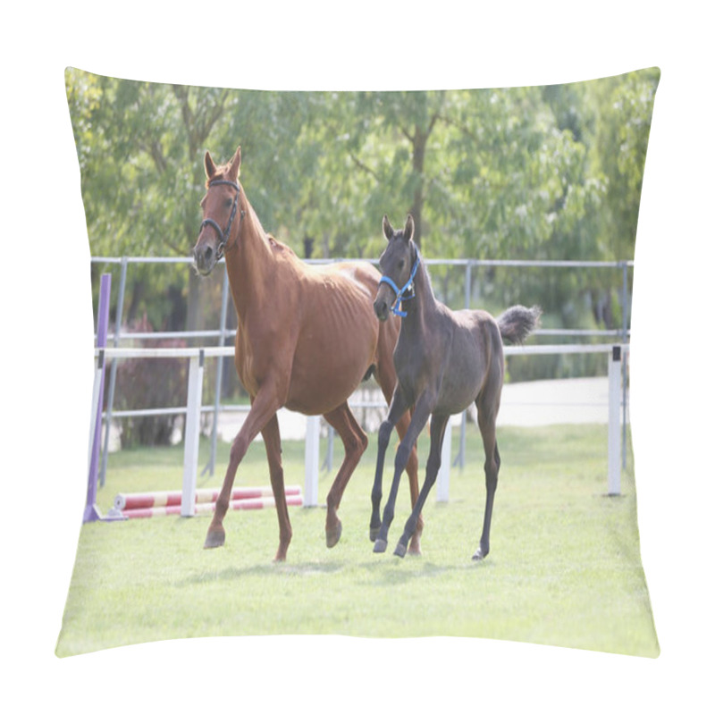 Personality  One Years  Old Foal Gallops With Her Mother Outside  At Rural Animal Farm. Warmblood Mare And  Her Filly Enjoy Green Grass Together At Equestrian Centre  Summertime Outdoors Pillow Covers