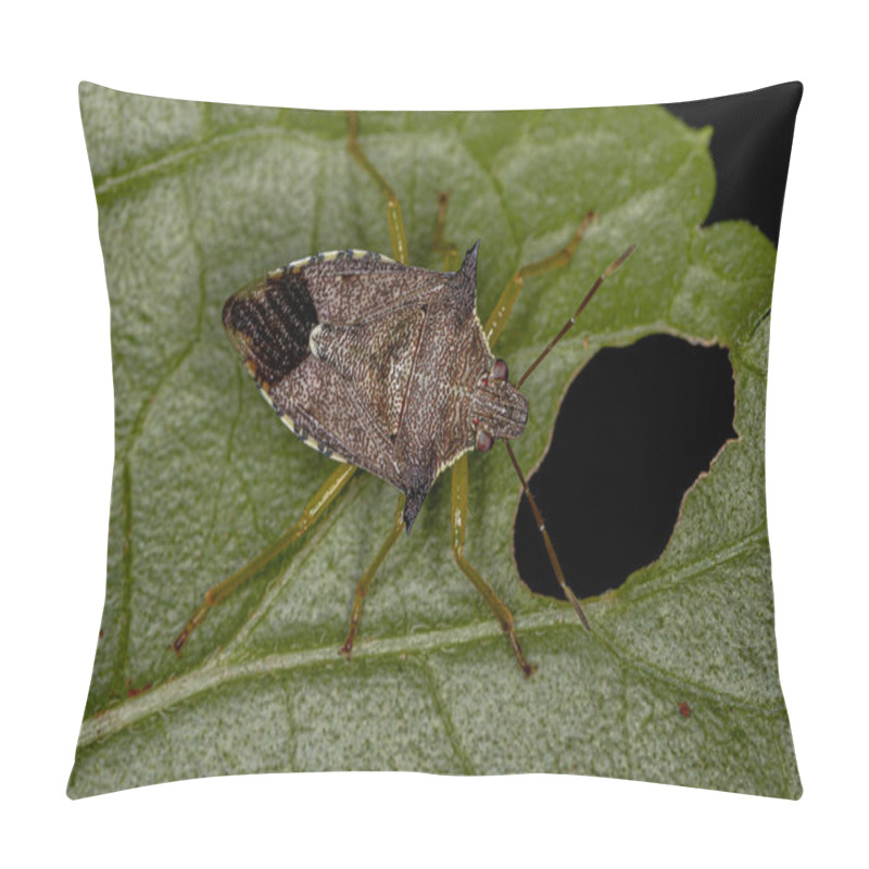 Personality  Adult Predatory Stink Bug Of The Species Podisus Nigrispinus Pillow Covers