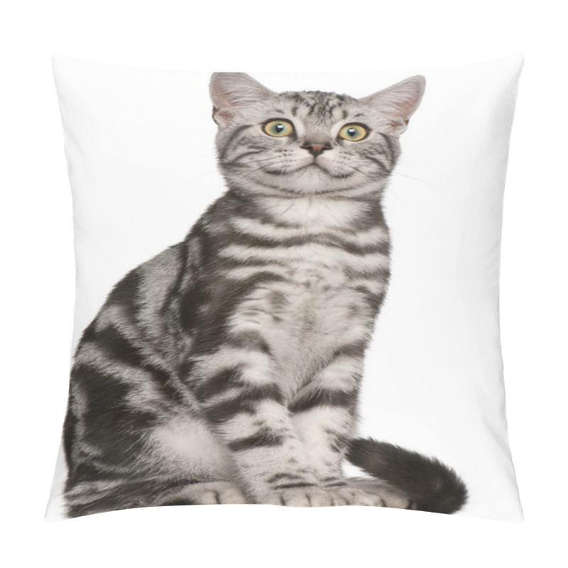 Personality  British Shorthair Kitten, 4 Months Old, Sitting In Front Of White Background Pillow Covers