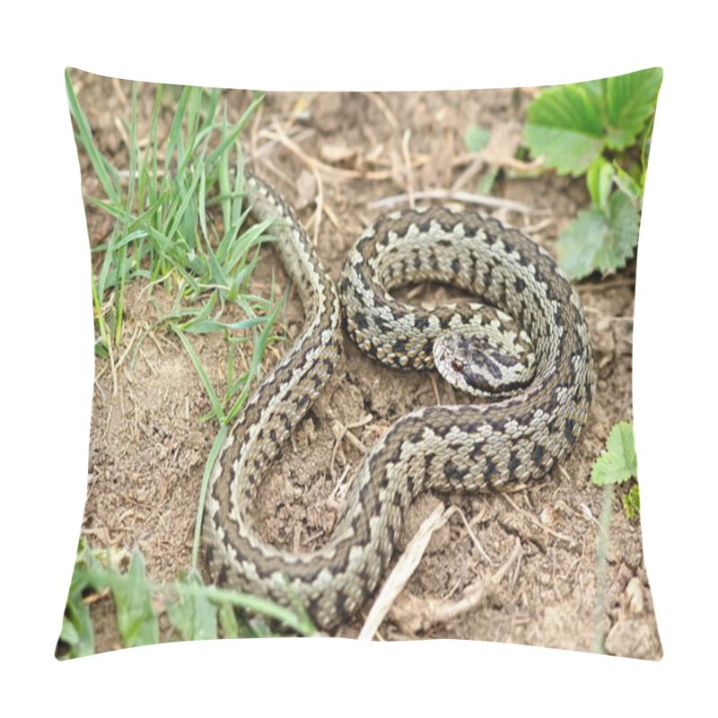 Personality  Male Vipera Ursinii Rakosiensis On Natural Habitat Pillow Covers