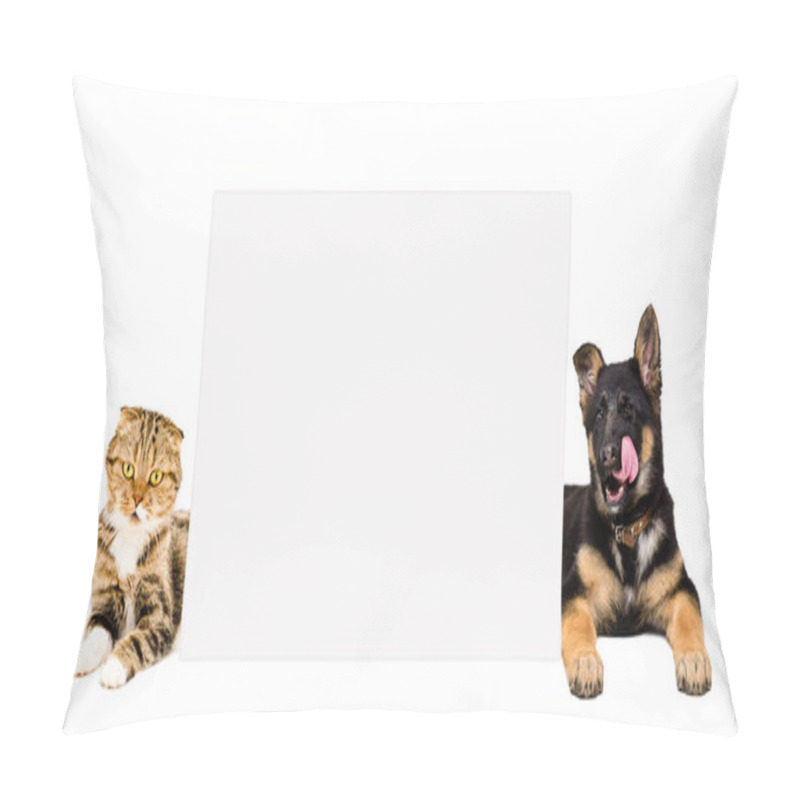 Personality  German Shepherd Puppy And Cat Scottish Fold  Lying, Peeking From Behind Banner, Isolated On White Background Pillow Covers