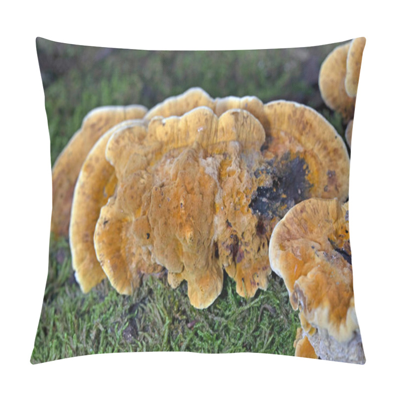 Personality  Trametes Trogii Is A Species Of Fungus Belonging To The Family Polyporaceae.The Fruit Bodies Are Capsular,with A Characteristic Yellowish,gritty Pubescence Above,with Irregular Angular Pores Below Pillow Covers