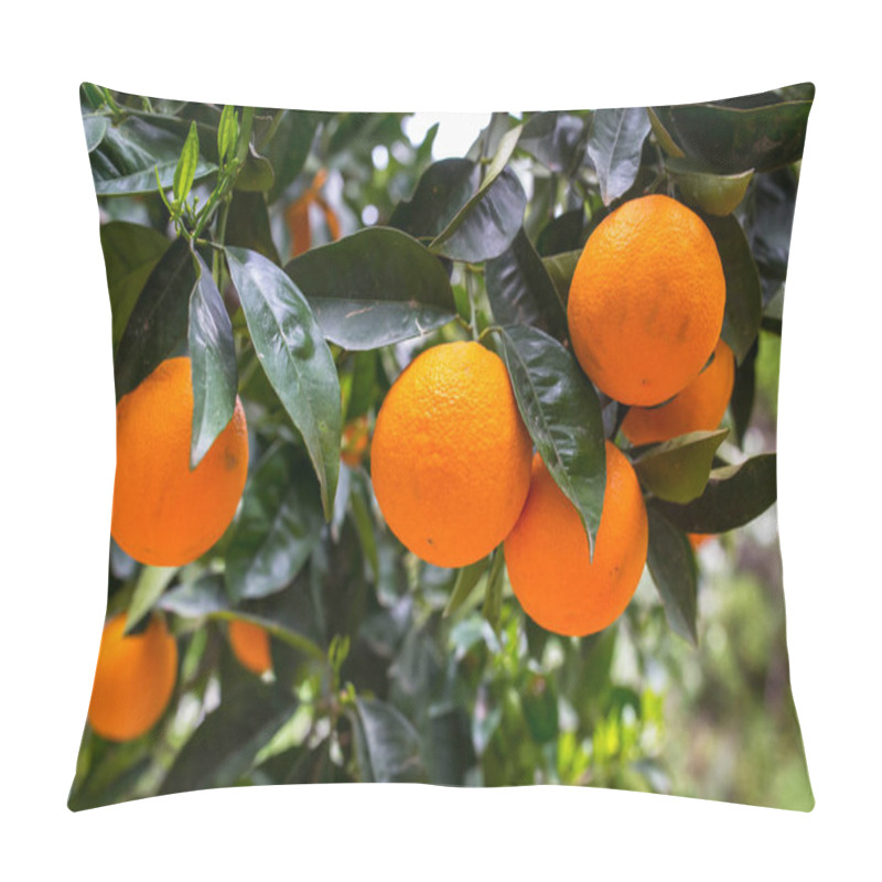 Personality  Orange Tree With Fruits Pillow Covers