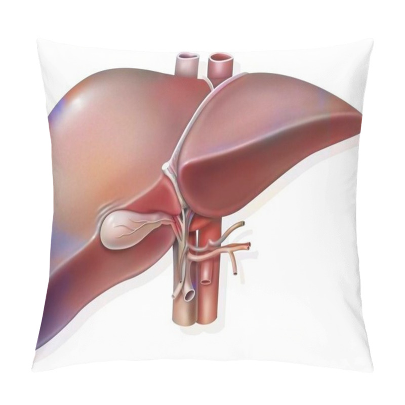 Personality  Liver And Gall Bladder With Evidence Of Hepatic Hilum. Pillow Covers