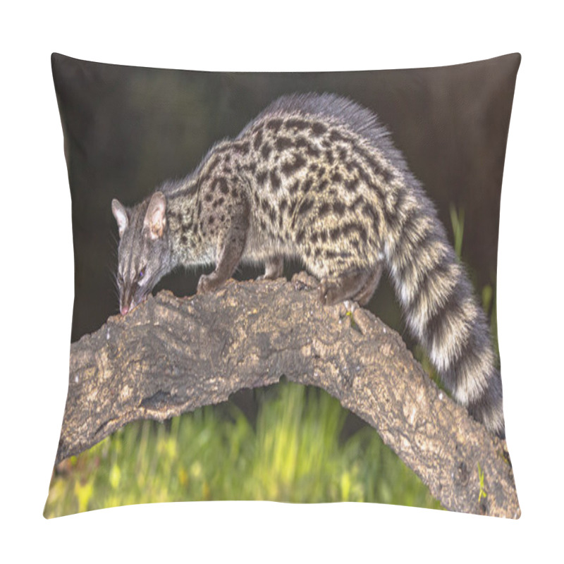 Personality  Common Genet (Genetta Genetta) Wild Cat On Branch At Night In Extremadura Spain. Wildlife Scene Of Nature In Europe. Pillow Covers