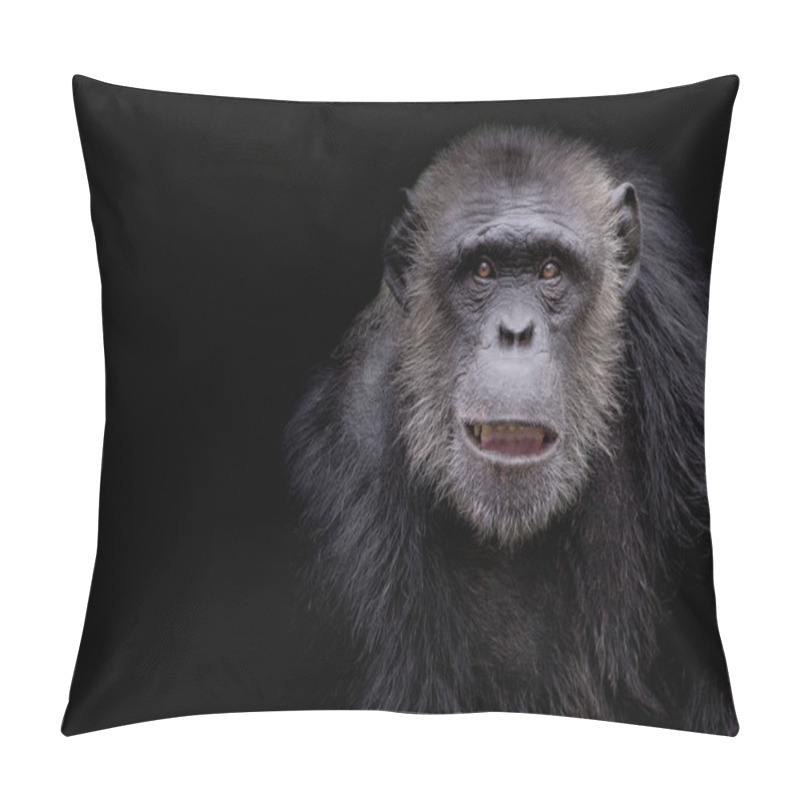 Personality  Profile Of A Chimpanzee Staring Thoughtfully With Room For Text On A Black Background Pillow Covers