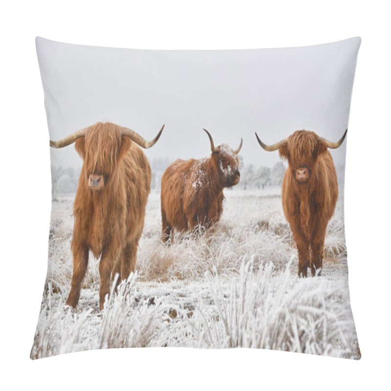 Personality  Scottish Highlanders In A Natural Winter Landscape. Highland Cattle, Scots: Heilan Coo, Are A Scottish Cattle Breed. Pillow Covers