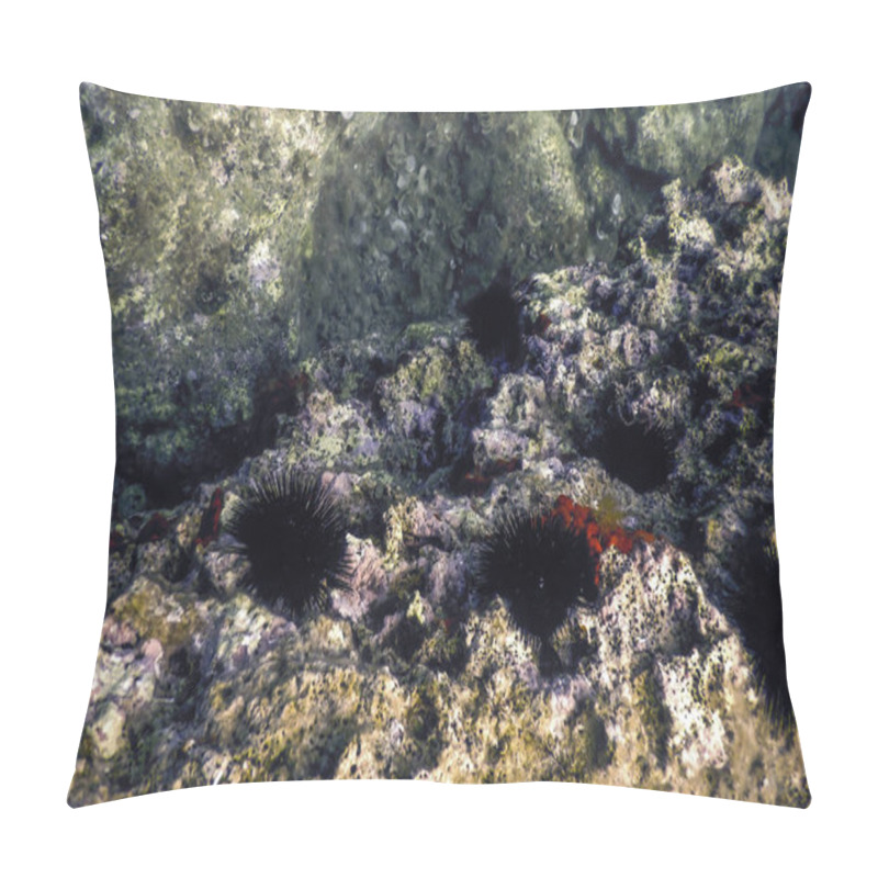 Personality  Underwater Sea Urchins On A Rock, Underwater Urchins Pillow Covers