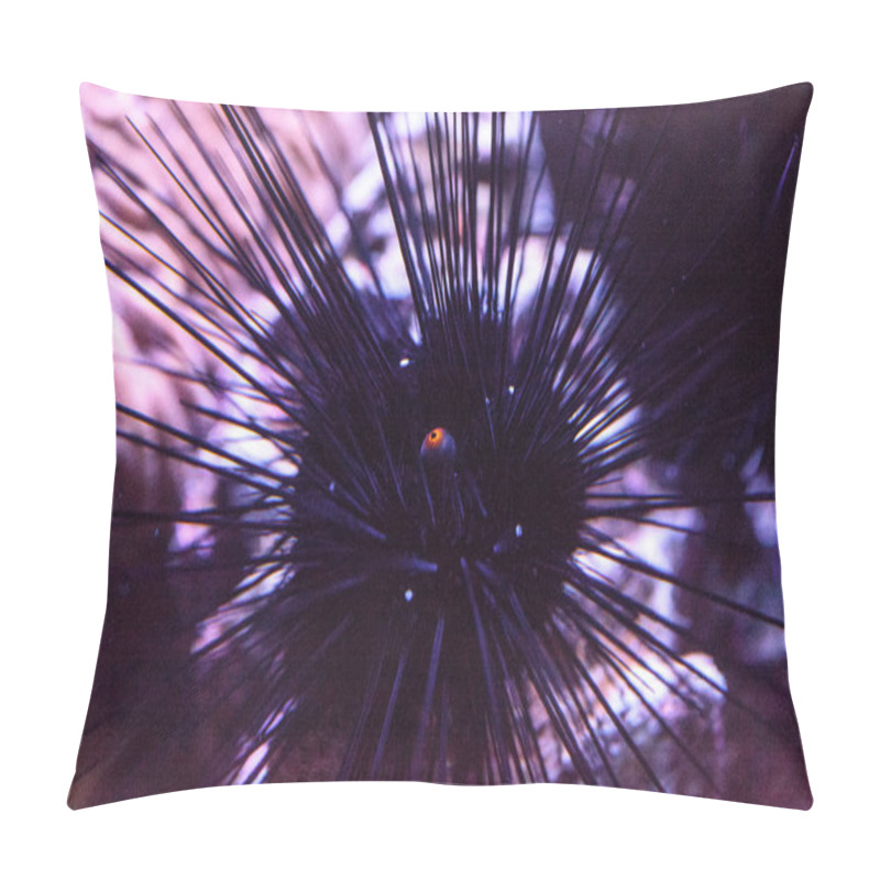 Personality  Long-spined Black Sea Urchins Diadema Setosum Extends An Orange  Pillow Covers