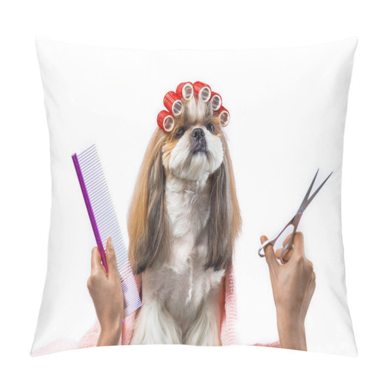 Personality  Beautiful Shih-tzu Dog At The Groomer's Hands With Comb. Pillow Covers