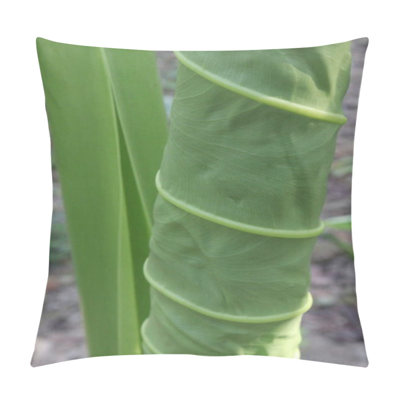 Personality  Alocasia Brisbanensis Plant On Farm For Seedling Are Cash Crop.This Drought-tolerant Plant Thrives In A Variety Of Lighting Conditions,making It Adaptable To Different Spaces Within Your Home Pillow Covers