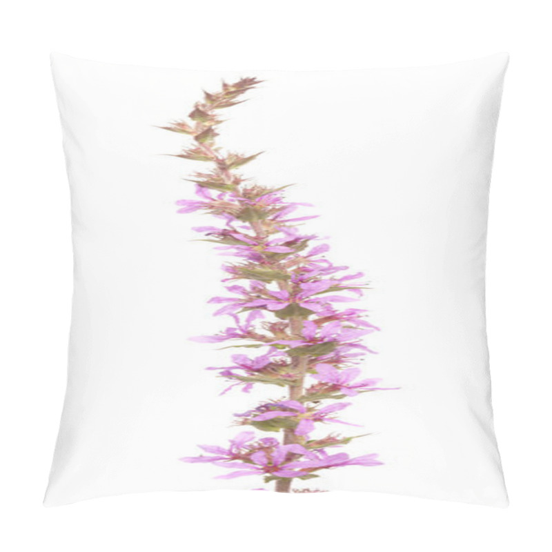 Personality  Lythrum Salicaria ,purple Loosestrife Pillow Covers