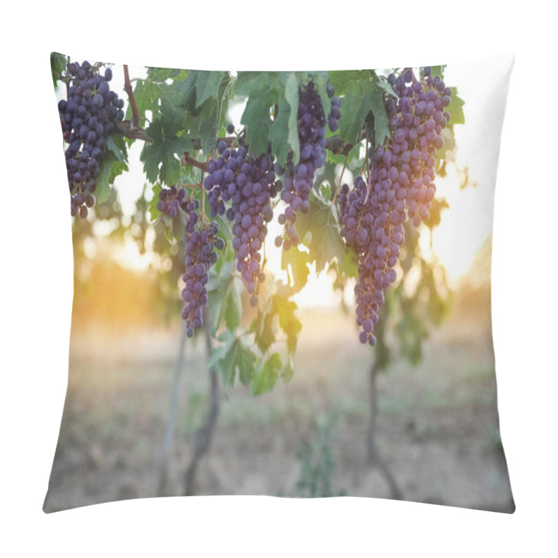 Personality  Bunch Of Ripe Juicy Grapes On Branch In Vineyard Pillow Covers