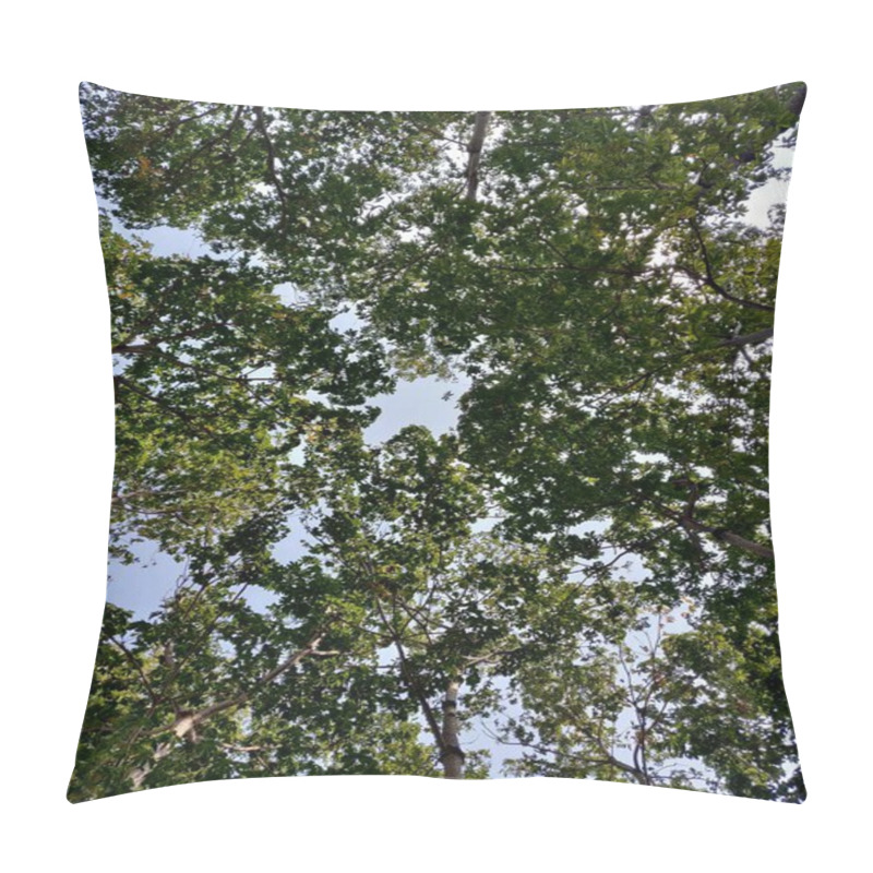 Personality  Serene Upward View Of Lush Green Tree Canopy Against A Clear Blue Sky, Showcasing Nature's Beauty, Perfect For Eco-themed Projects, Tranquility Concepts, Or Backgrounds. Pillow Covers