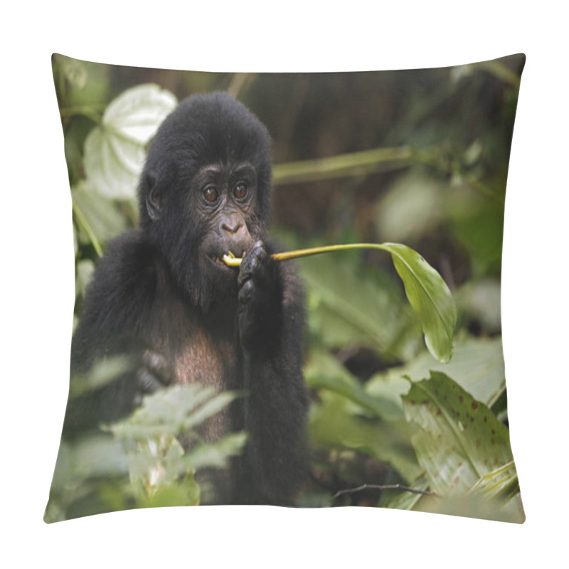 Personality  Baby Gorilla (Gorilla Beringei Beringei) Feeding. Bwindi Impenetrable National Park, Uganda Pillow Covers