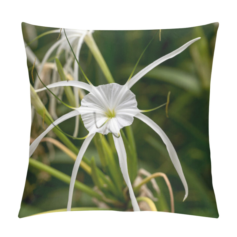 Personality  A Peruvian Daffodil Or Beach Spider Lily, Hymenocallis Littoralis, Flowering Ornamental Bulbous Plant Pillow Covers