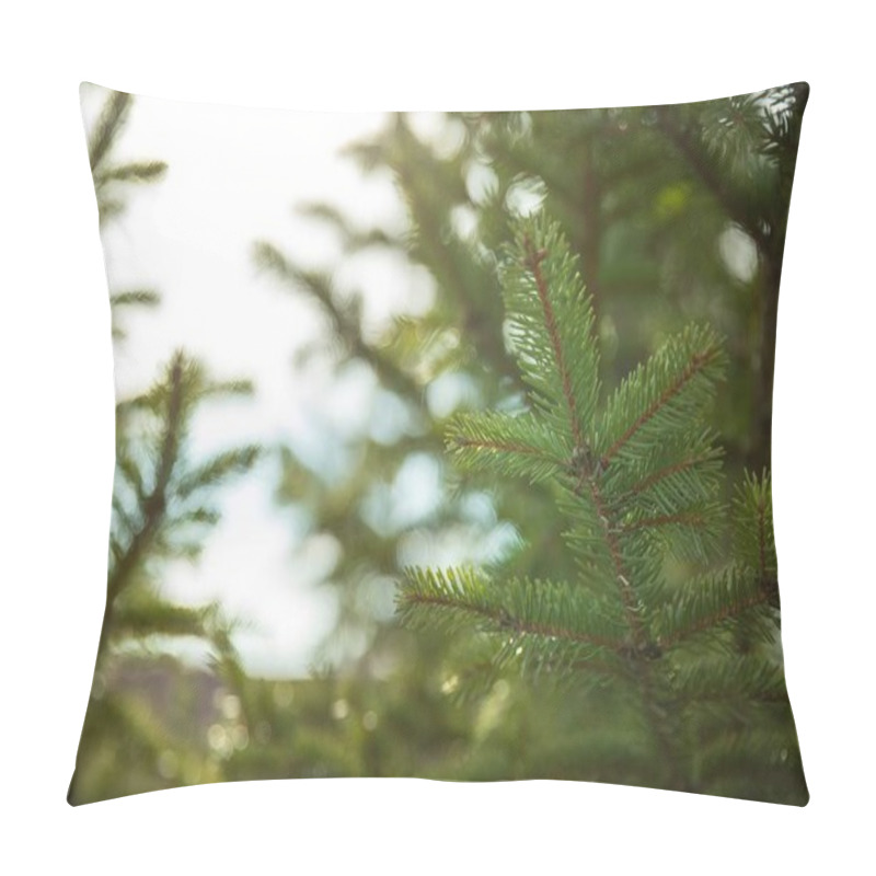 Personality  Green Fir Branches In Sunlight  A Symbol Of New Year And Holiday Spirit Pillow Covers