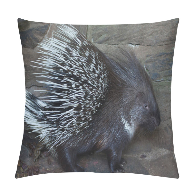 Personality  Indian Crested Porcupine (Hystrix Indica) Pillow Covers