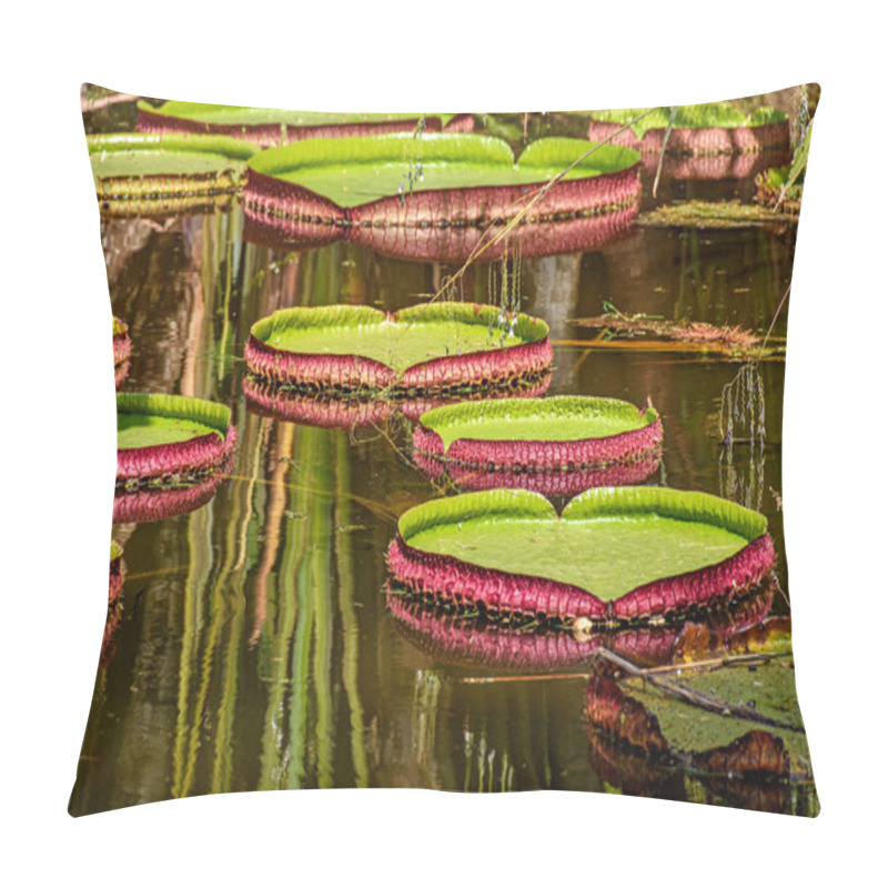 Personality  Water Lily Typical Of The Amazon With Its Characteristic Circular Shape Floating On The Calm Waters Of A Lake Pillow Covers