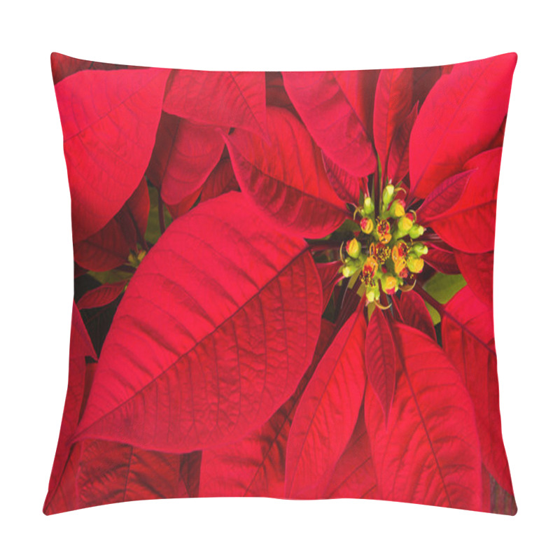 Personality  Red Poinsettia Or Christmas Star Flower Pillow Covers