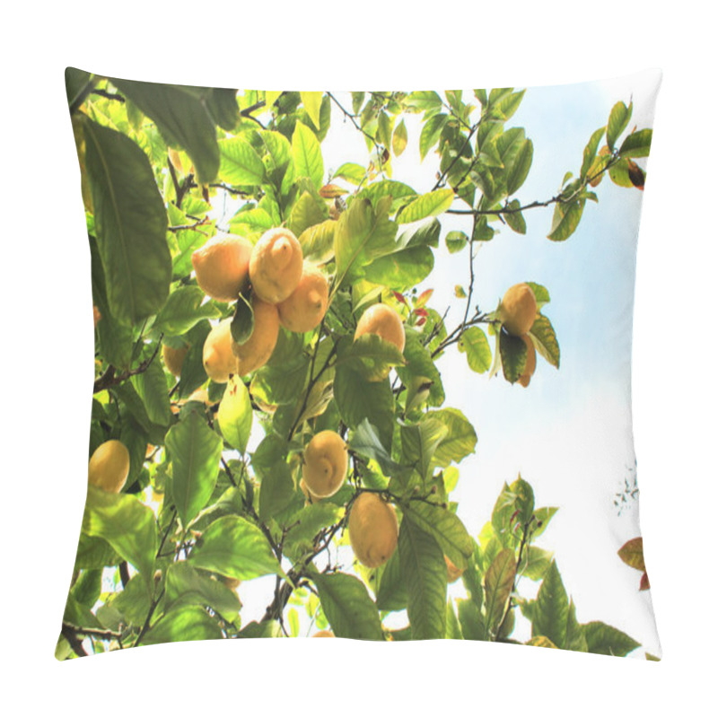 Personality  Lemon Tree Pillow Covers