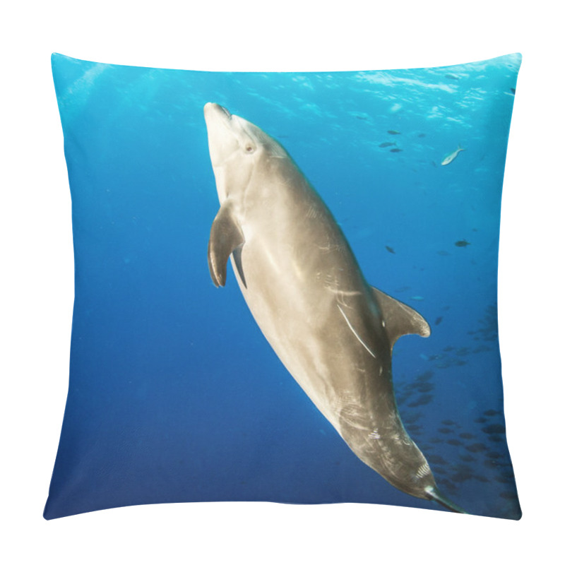 Personality  Bottlenose Dolphin During A Scuba Dive Pillow Covers