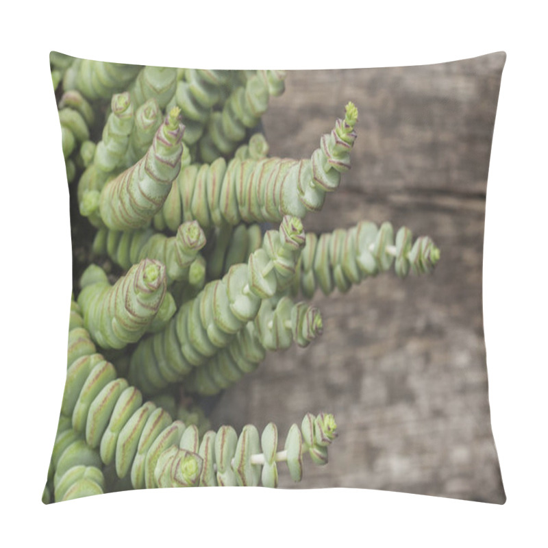 Personality  Crassula Perforata Or String Of Buttons Close Up  Pillow Covers