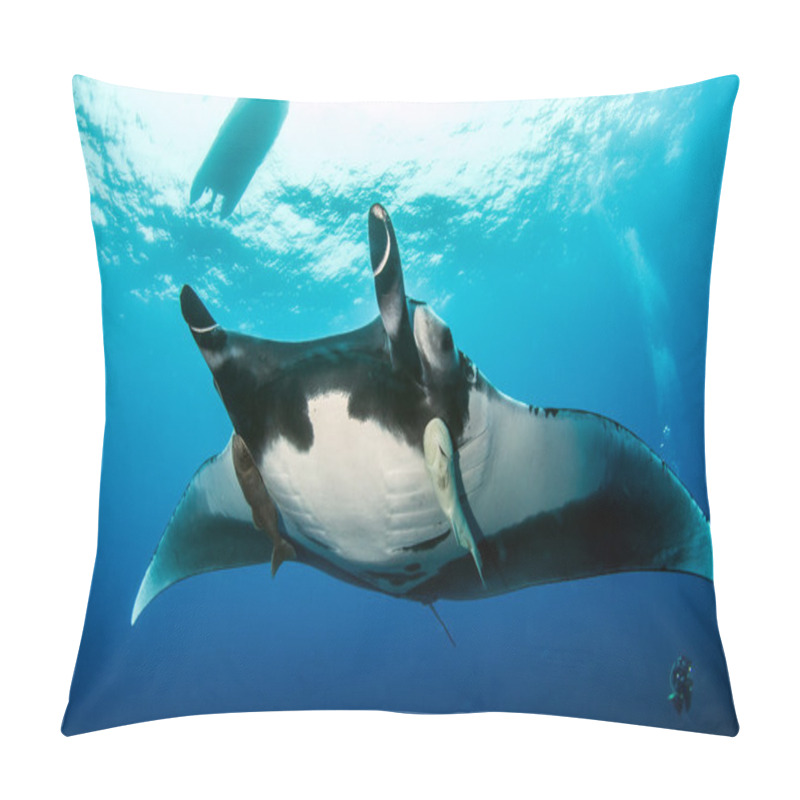 Personality  Manta Ray At Islas Revillagigedos, Mexico Pillow Covers