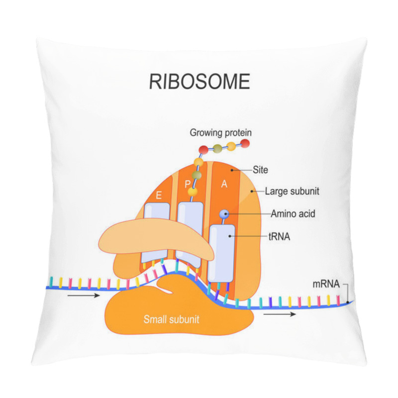 Personality  Anatomy Of A Ribosome. The Interaction Of A Ribosome With MRNA. Process Of Initiation Of Translation (biological Protein Synthesis). Vector Diagram For Your Design, Educational, Medical, Biological And Science Use Pillow Covers