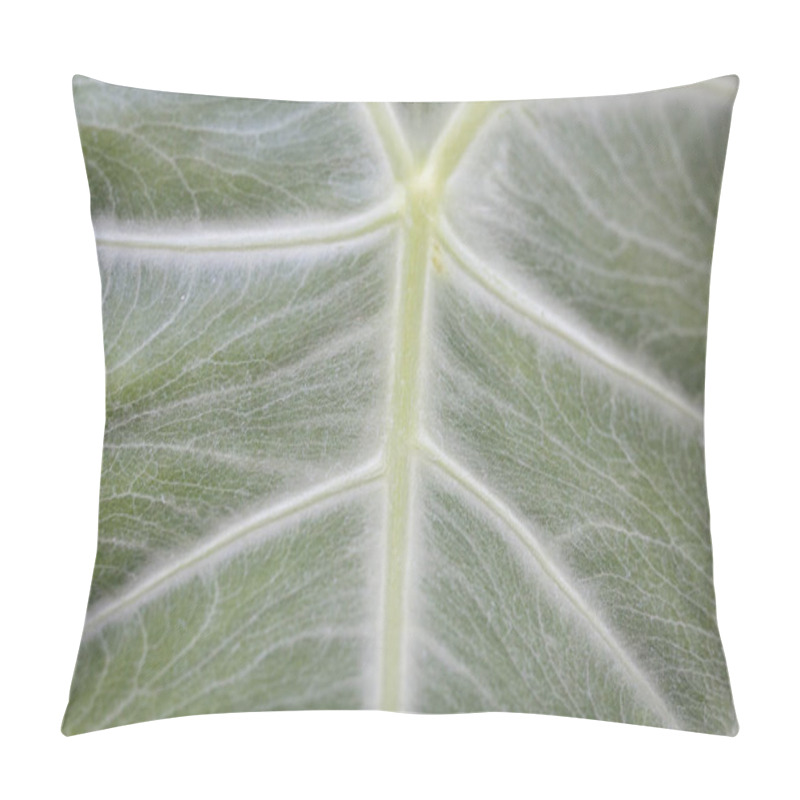 Personality  Alocasia Polly Plant Texture In The Garden Pillow Covers