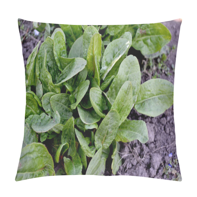 Personality  Sorrel. Beautiful Herbal Abstract Background Of Nature. Rumex. Perennial Herb. Spring Landscape. Popular Cooking Seasoning. Home Pillow Covers