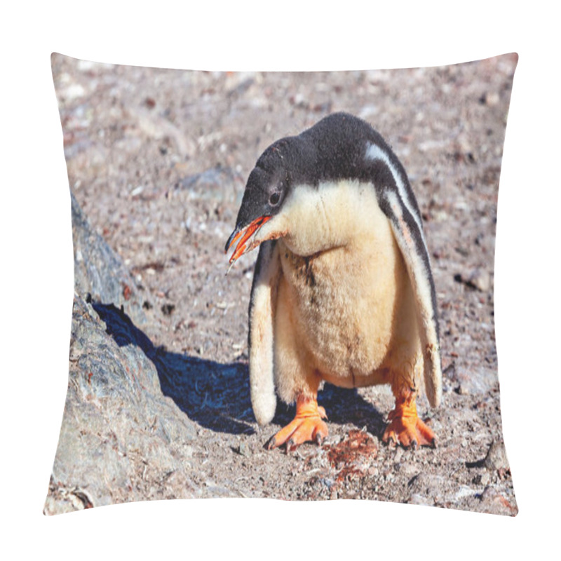 Personality  Gentoo Penguins In The Antarctic Area Pillow Covers