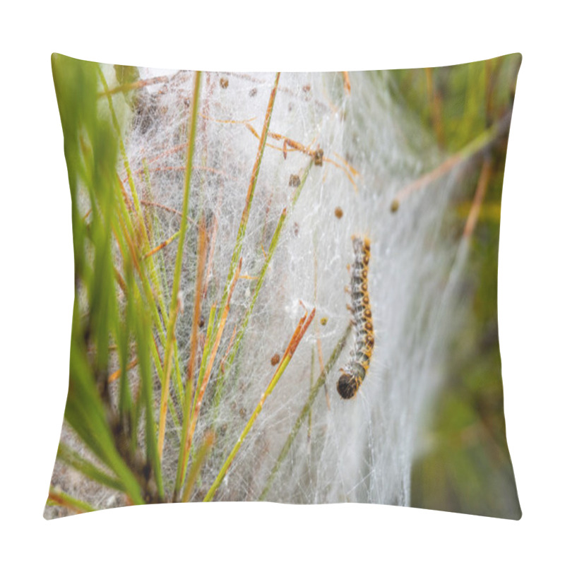 Personality  Nest Of Processionary Caterpillars (Thaumetopoea Processionea), In The Branches Of A Pine Tree Pillow Covers