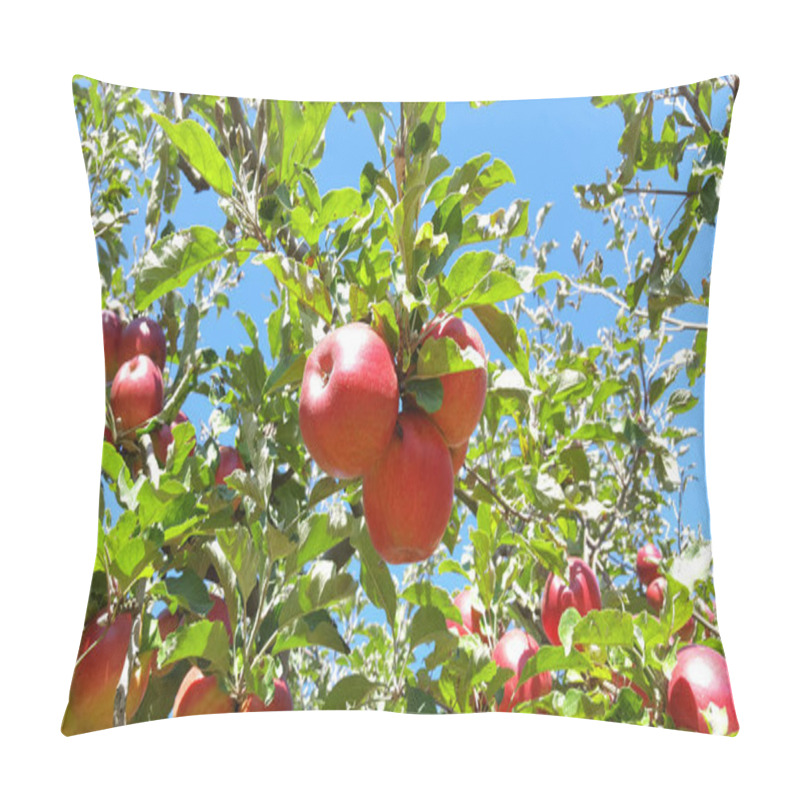 Personality  Ripe Apple Tree Branch Pillow Covers