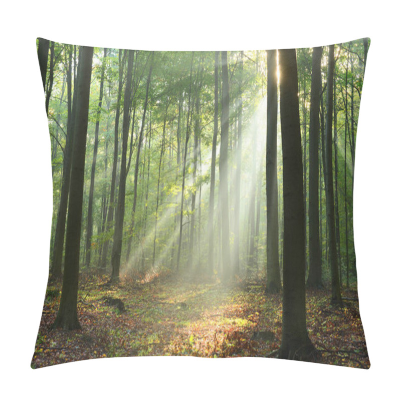 Personality  Beautiful Morning Sunbeams In Misty Forest Pillow Covers