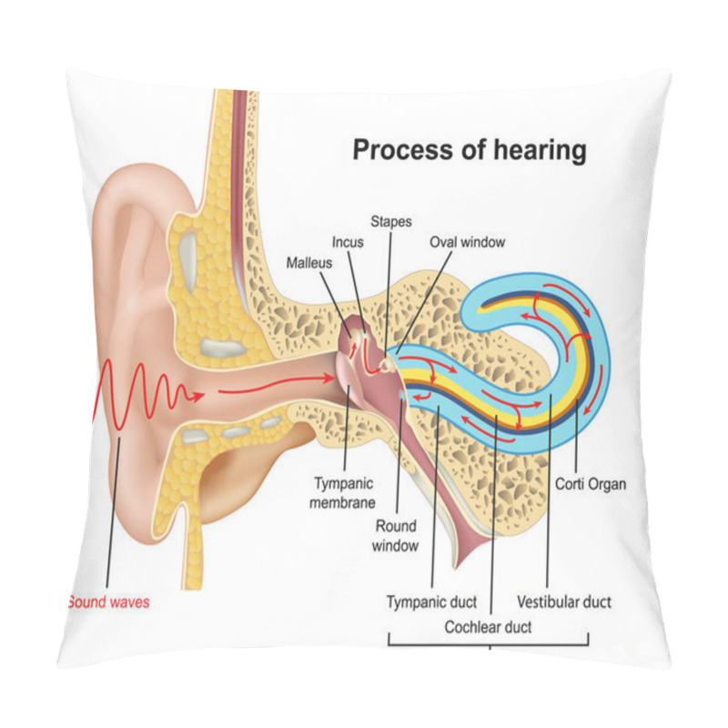 Personality  Hearing Process, Ear Anatomy 3d Vector Illustration On White Background Pillow Covers