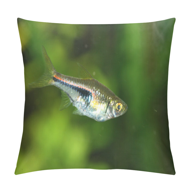 Personality  Harlequin Rasbora  (Rasbora Heteromorpha)   Pillow Covers