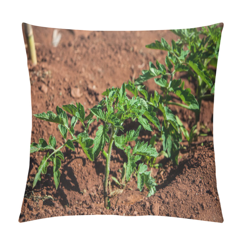 Personality  Tomato Plant Pillow Covers