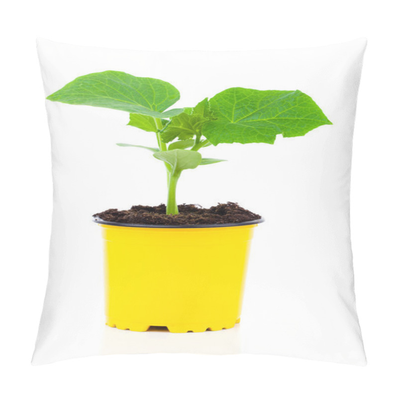 Personality  Cucumber Seedlings In A Pot, On White Background Pillow Covers